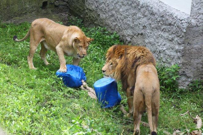 Zabawki dla zwierzaków w zoo