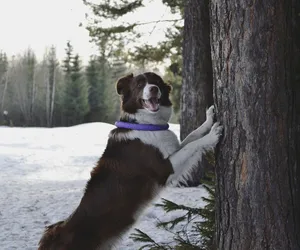Jak chronić zimą psie łapy