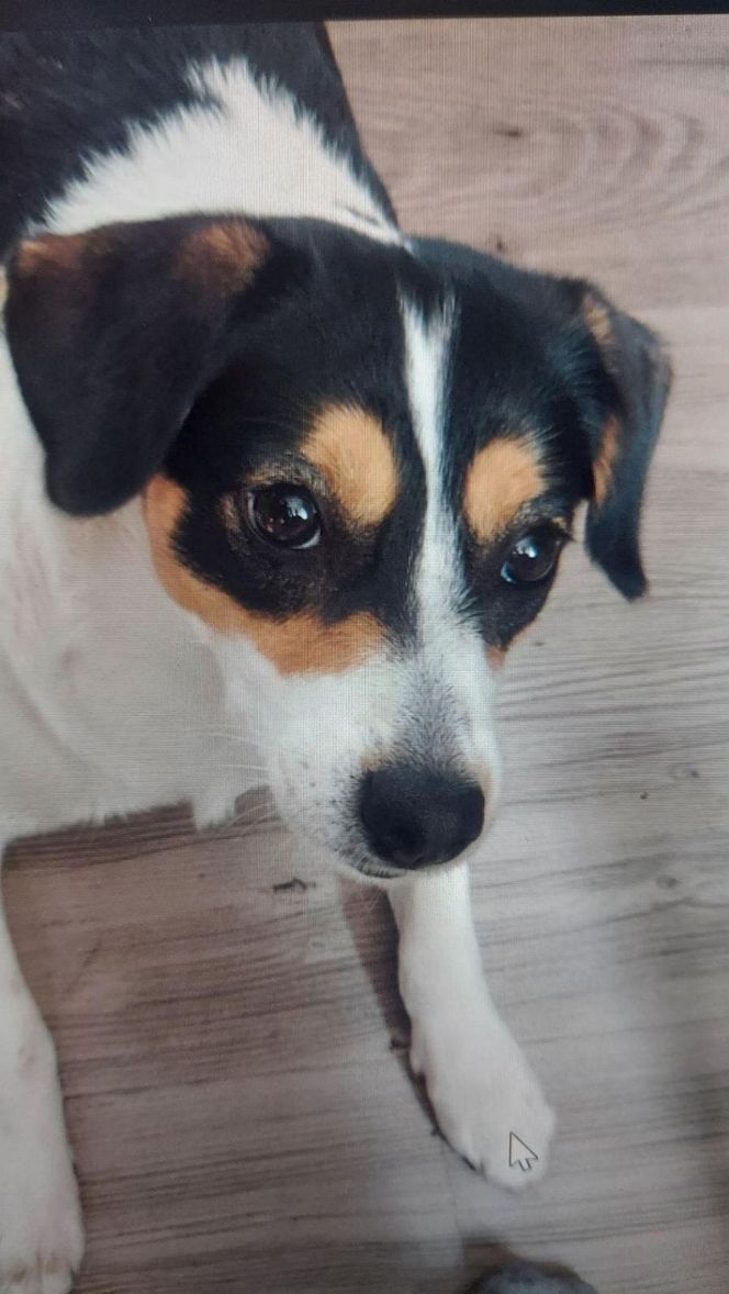 Za zabicie psa idzie za kratki