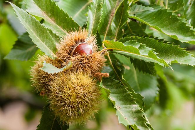 Kasztan jadalny - Castanea sativa