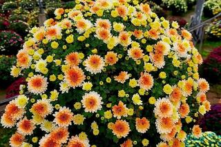 Takich chryzantem jak te spod Bydgoszczy nie ma nigdzie indziej. Pigemntowane kwiaty w wyjątkowych kolorach robią wrażenie!