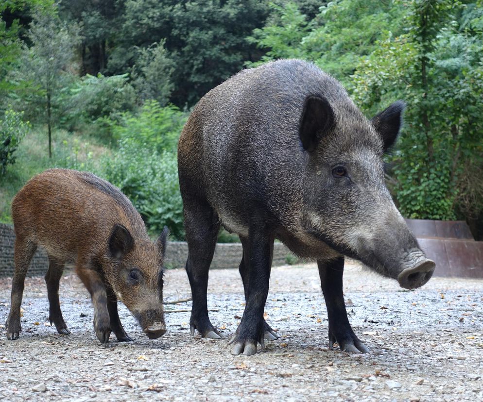 Jak skutecznie odstraszyć dziki? Sposoby, które działają