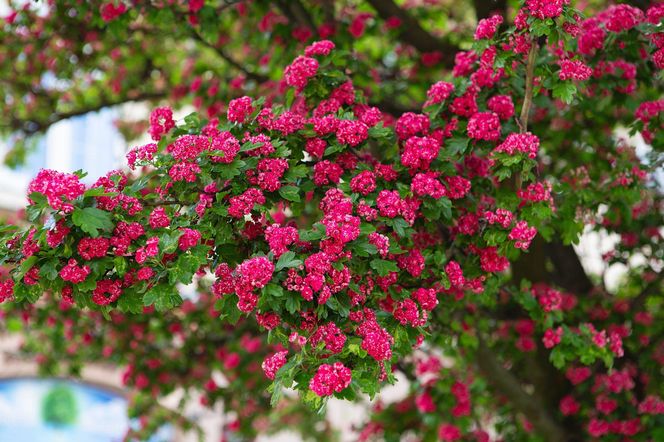 Głóg pośredni 'Paul's Scarlet'