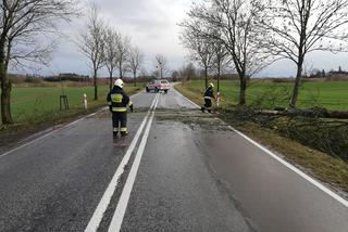 Wichura na Warmii i Mazurach. Silny wiatr łamał drzewa