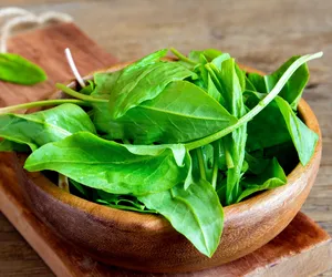 Gdzie zbierać szczaw? Jak przechować na zimę? [przepis na przetwory]