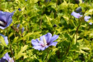 Ketmia syryjska 'Marina'