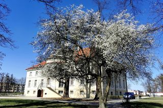 Będą unikatowe murale i książka o Lipskich. Muzeum gotowe na wyjątkowy rok