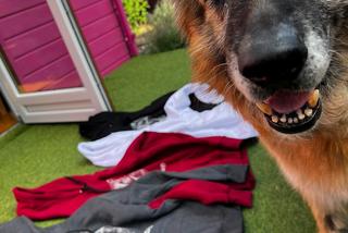 Pies Tytus sprzedaje  koszulki