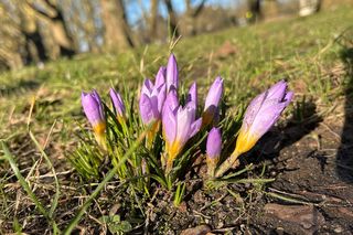 Krokusy Jasne Błonia