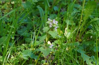 Wiosna na poznańskiej Cytadeli