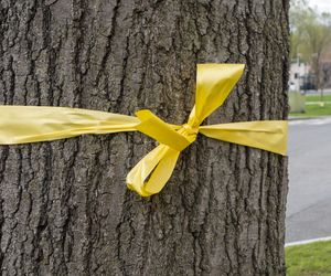 Twój sąsiad zawiesił na roślinach żółte wstążki? Zrób to samo, a pozbędziesz się tego problemu