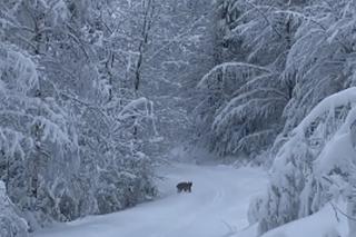Rysie zaskoczone zimą w listopadzie. Biegają po beskidzkich szlakach