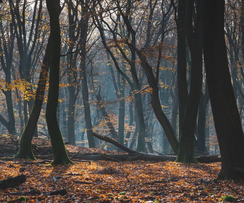 Takiego cmentarza w Olsztynie nie było. Zmarłych będą chować u stóp drzew