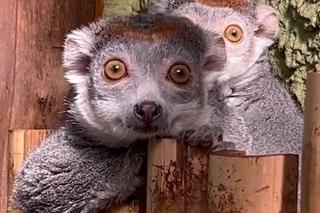 Ale słodziaki! Lemury z wrocławskiego zoo świętują urodziny. Zobacz jak zajadają banany i papaje 