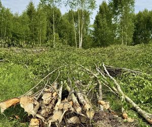 Kontrowersyjna wycinka w Mysłowicach zatrzymana. Interweniował prezydent 