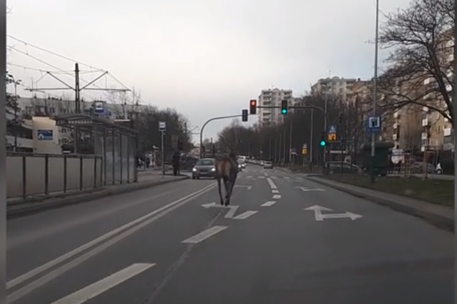 Jeleń hasał po ulicach Krakowa