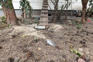  Żyją w symbiozie z gołębiami i kotami. Agresywne gryzonie opanowały blok w Warszawie