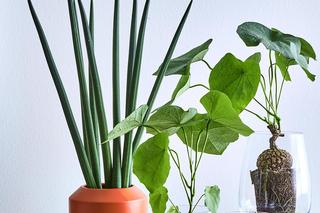 Sansewieria cylindryczna (Sansevieria cylindrica)