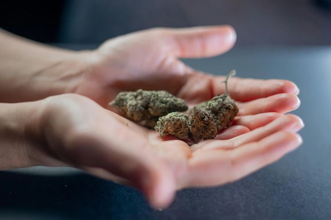 Policja zlikwidowała profesjonalną plantację marihuany w gminie Sławno