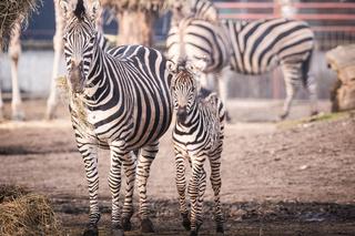 Nowy mieszkaniec zoo we Wrocławiu. To mała zebra Chapmana. Zobacz, jaka jest słodka