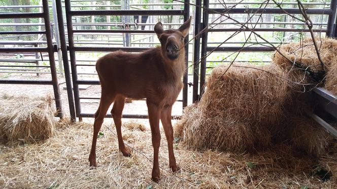 Mała samiczka łosia zgubiła mamę. Schronienie znalazła w bydgoski zoo [ZDJĘCIA, WIDEO]