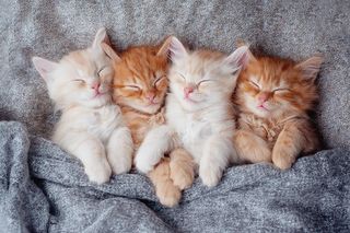 Wyjątkowe imiona dla kotki o niesamowitym znaczeniu. Rzadkie i pięknie brzmiące. Imiona dla kota