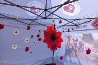 Psiaki na czerwonym dywanie. „PSYwitaj wiosnę” w schronisku w Henrykowie koło Leszna