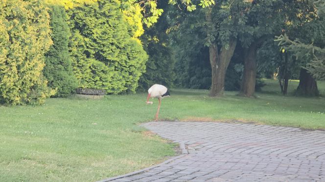 Kajtek bocian podwórkowy