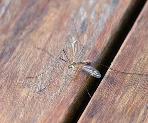 Dlaczego w tym roku nie ma komarów? To bardzo niepokojący znak