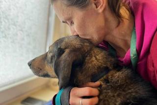 Ktoś strzelił do psa z wiatrówki. Wrocławska Ekostraż apeluje o wsparcie dla Kevli 