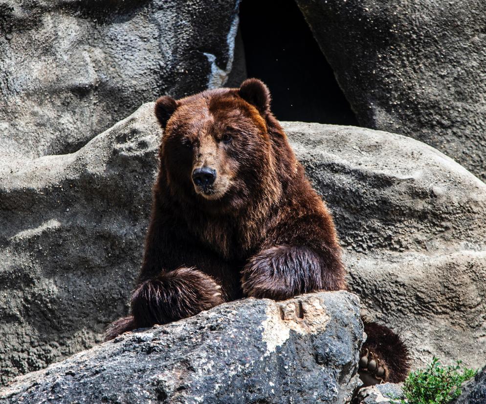Niedźwiedzie są wyjątkowo aktywne przed zapadnięciem w zimowy sen