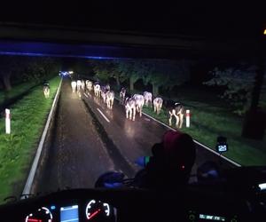 30 krów na gigancie! Uciekły z gospodarstwa i zablokowały drogę