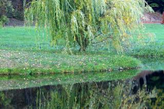 Wierzba biała 'Tristis' - Salix alba 'Tristis'