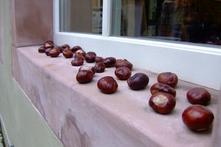 Czy kasztany pochłaniają wilgoć i promieniowanie? Prawda i mity o kasztanach w łóżku i innych częściach mieszkania