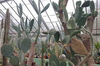 Kolekcja kaktusów w Bydgoszczy