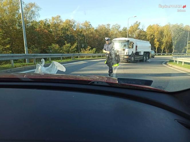 Policjanci uratowali łabędzia. Ptak błąkał się po zabrzańskim odcinku DTŚ