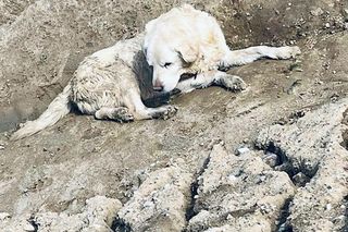 Leżał w rowie i nie miał siły się wydostać. Oto historia 15-letniego Neo