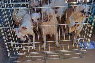 OTOZ Animals interwencja w Żywcu