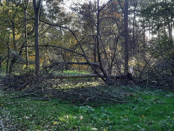 Skutki wichury we Wrocławiu