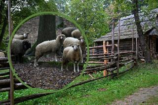 Największy skansen w Polsce ma nowy sektor. Będzie przyciągał tłumy odwiedzających z dziećmi