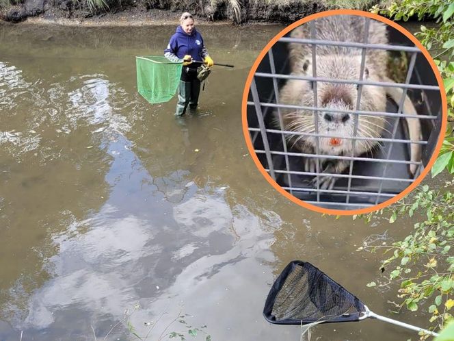 Nutrie w Rybniku są już odławiane