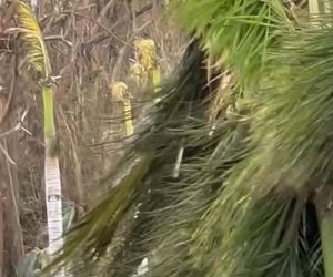 Michał Żebrowski pokazał oko cyklonu! Potworne zniszczenia po Melissie