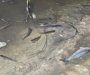 To mogło być zatrucie biologiczne, a nie chemiczne - wiemy więcej w sprawie śniętych ryb w Kanale Bernardyńskim w Kaliszu