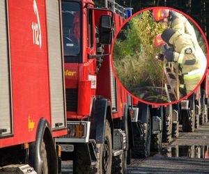 Niecodzienna akcja strażaków z Radomska. Pies i lis czekali razem na ratunek