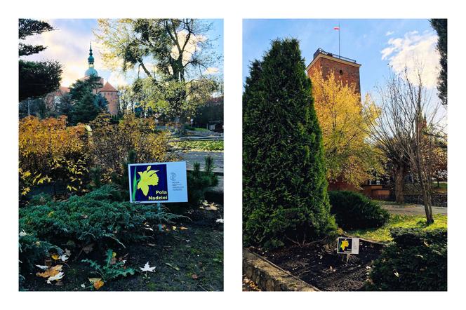 Frombork: W centrum miasta powstały Żonkilowe Pole Nadziei