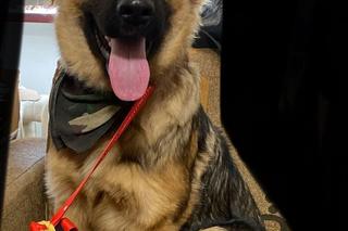 Rico błąkał się po ulicach Szczecina. Młodym owczarkiem zaopiekowały się policjantki