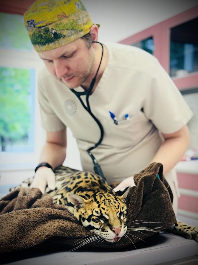 Dziki kot u weterynarza.