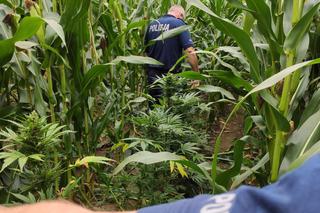 PLANTACJA MARIHUANY w gminie Nowosolna. Policjanci musieli przedzierać się przez pole kukurydzy [ZDJĘCIA]