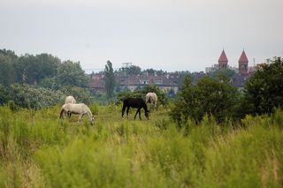 Najbardziej zielone miasta w Śląskiem. To idealne miejsca na odpoczynek i czystsze powietrze