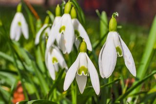 Wiosenne kwiaty- zdjęcia